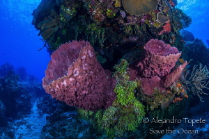 Sponges in Paradise, Cozumel México by Alejandro Topete 